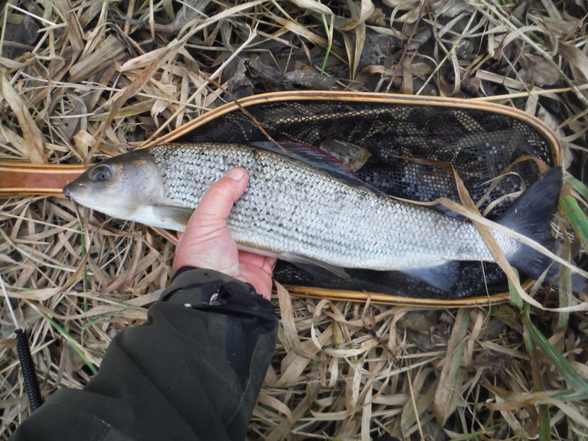 Mid-winter grayling from the Arrow